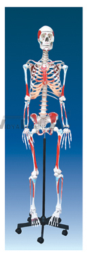 The color model of human skeleton with enthesis of muscles